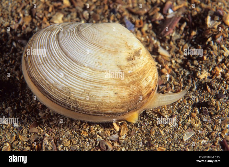 Tellin Shell Siphon