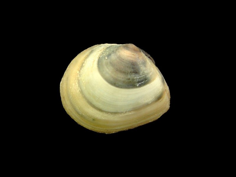 Macoma balthica