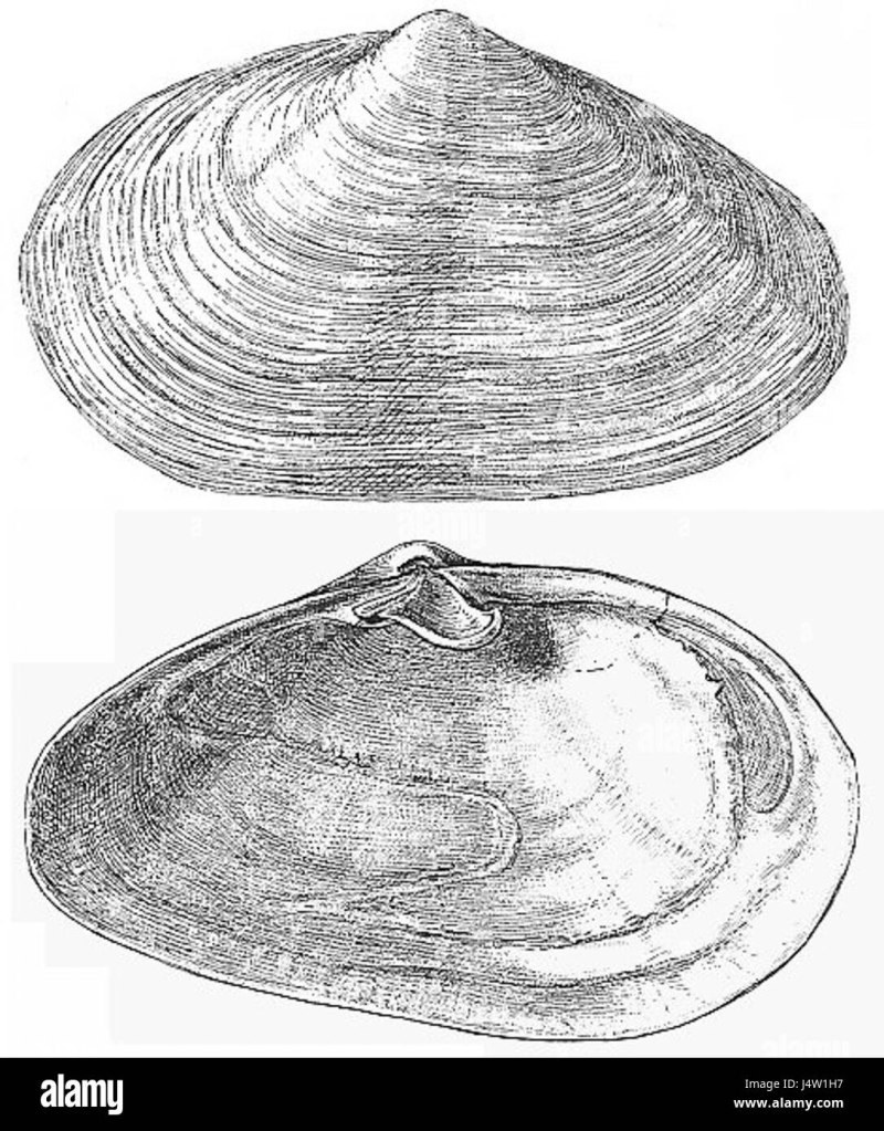Yoldia Hyperborea ( моллюск