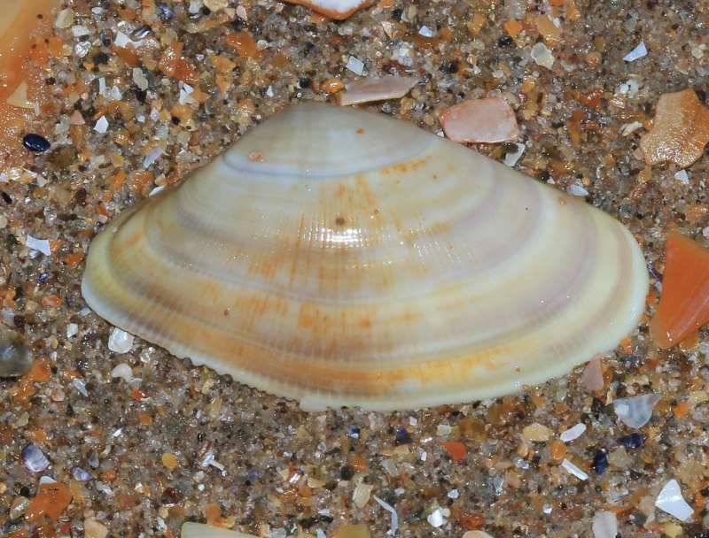«Vittatus Shell