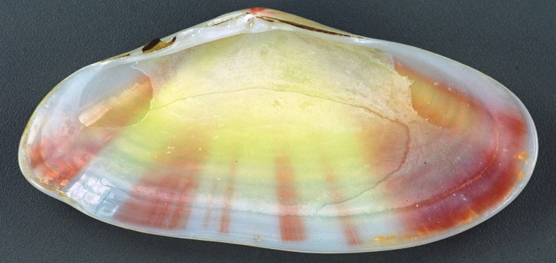 Tellina iridescence