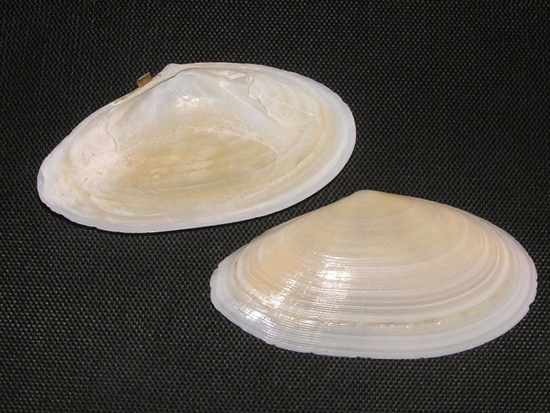 Мерелла (Теллина)