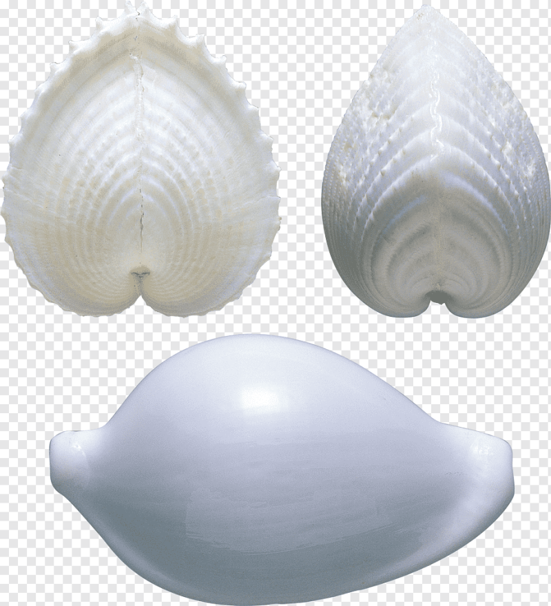 Shankha Seashell