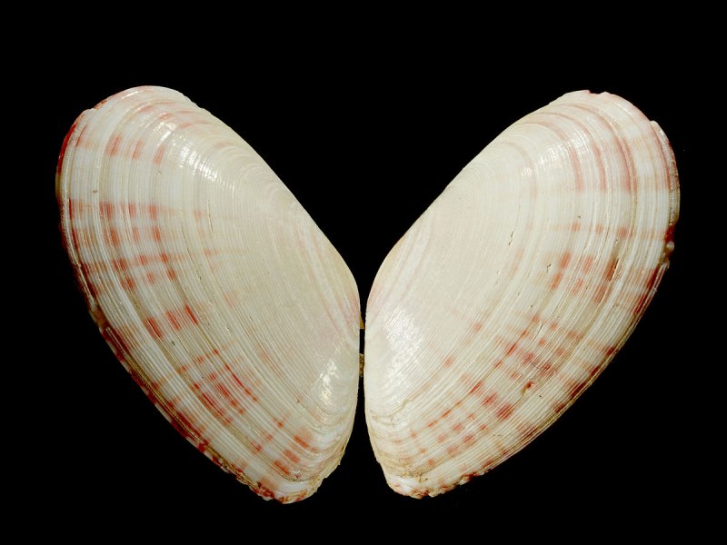 Мерелла (Теллина)