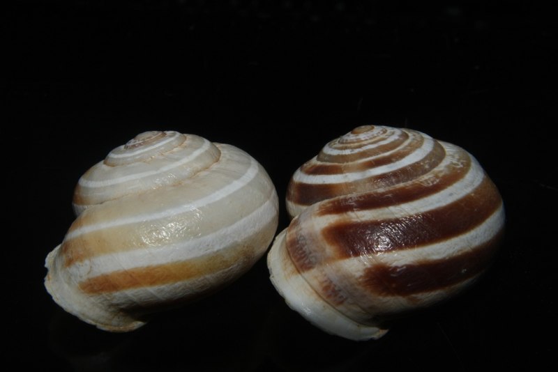 Macoma Baltica amuropsis