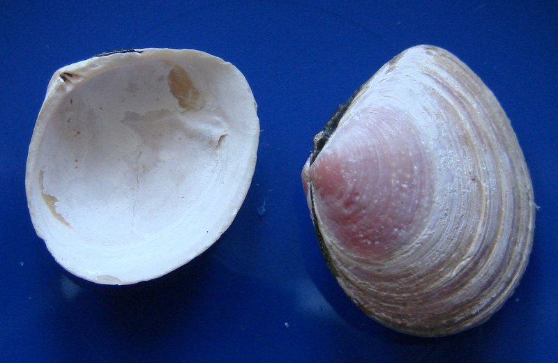 Macoma balthica