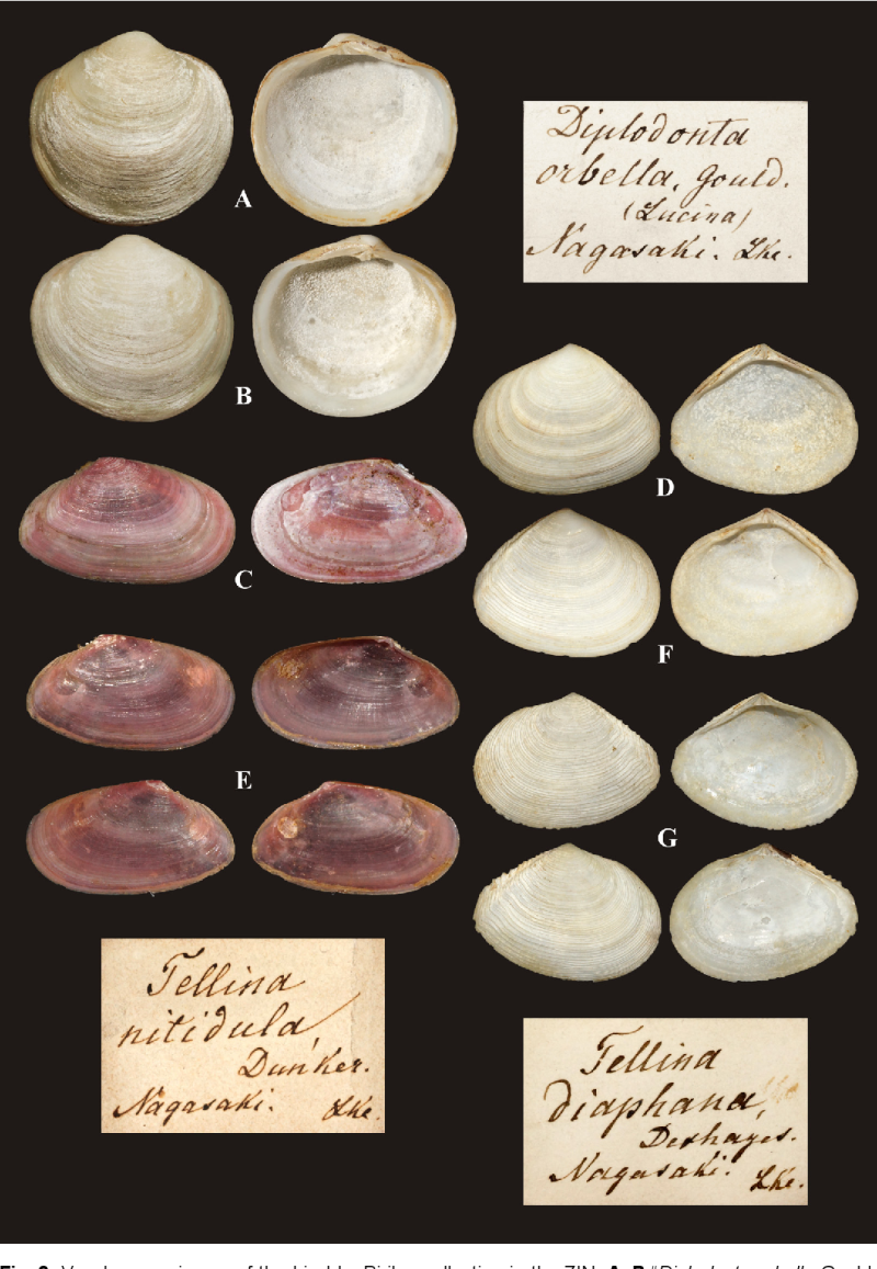 Lyssochlamys Solea Deshayes двумтворка
