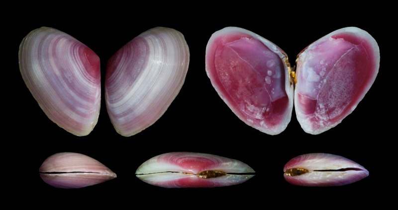 Eurytellina angulosa Shell