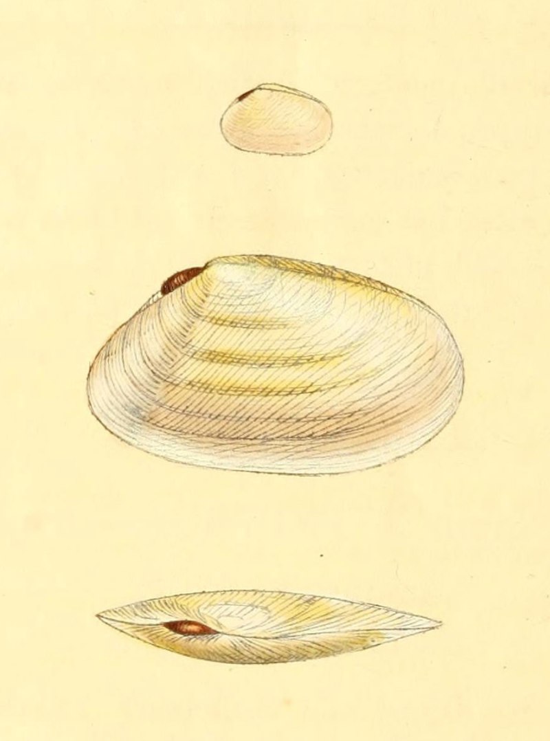 Tellinidae
