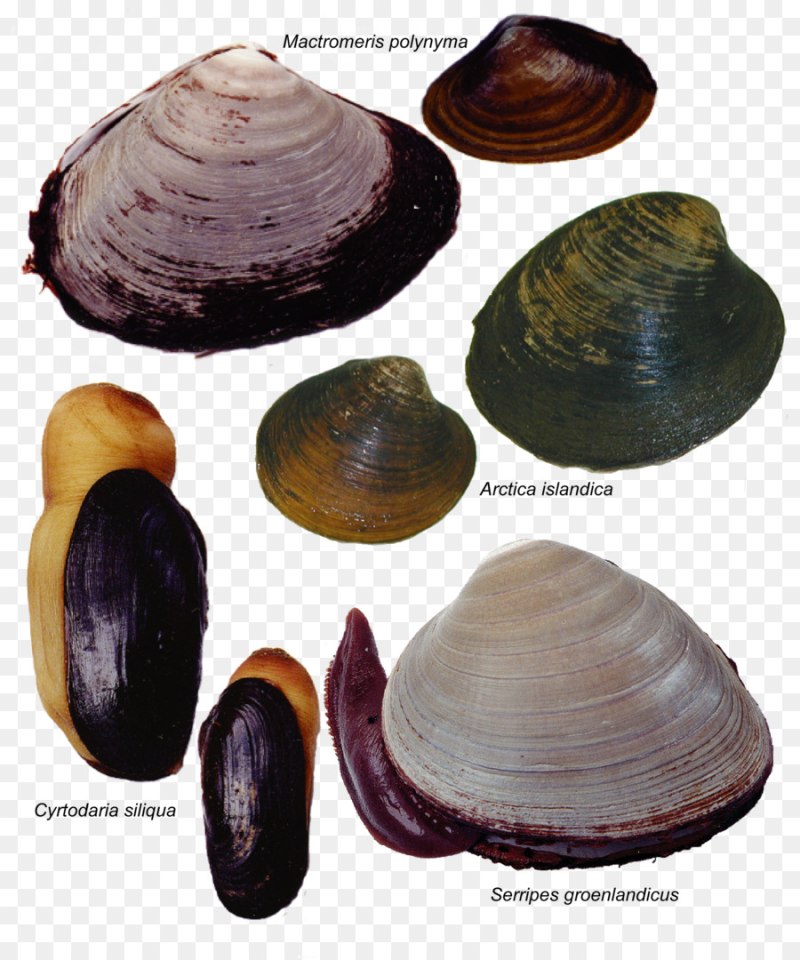 Serripes groenlandicus