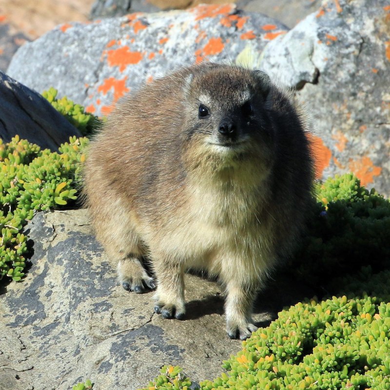 Bucco capensis