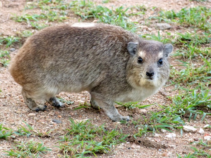 Каспийский Даман