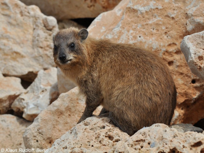 Procavia capensis