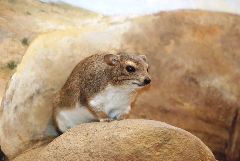 Bush Hyrax