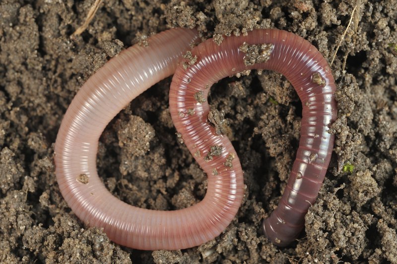 Червь Земляной (Lumbricus terrestris)