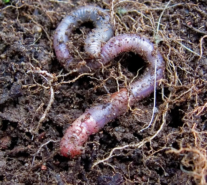 Lumbricus terrestris обыкновенный дождевой червь
