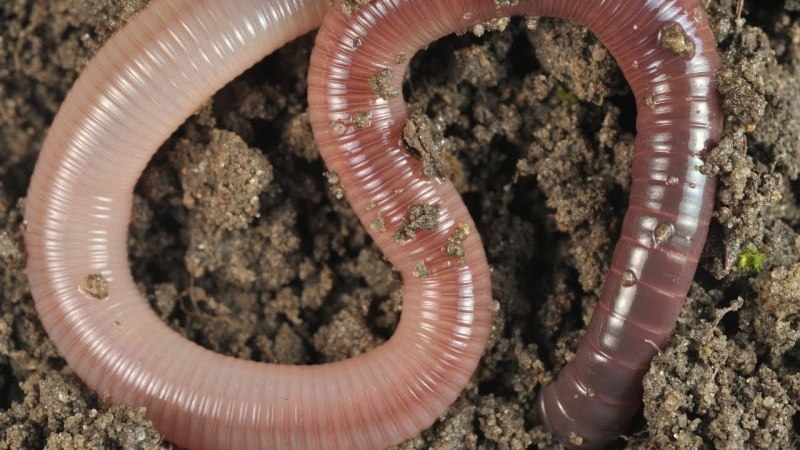 Червь Земляной (Lumbricus terrestris)