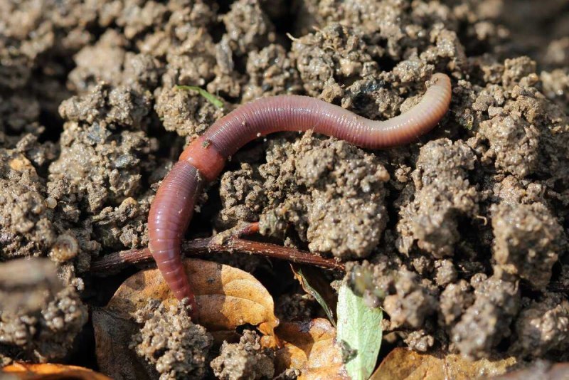 Выползок малый – Lumbricus rubellus