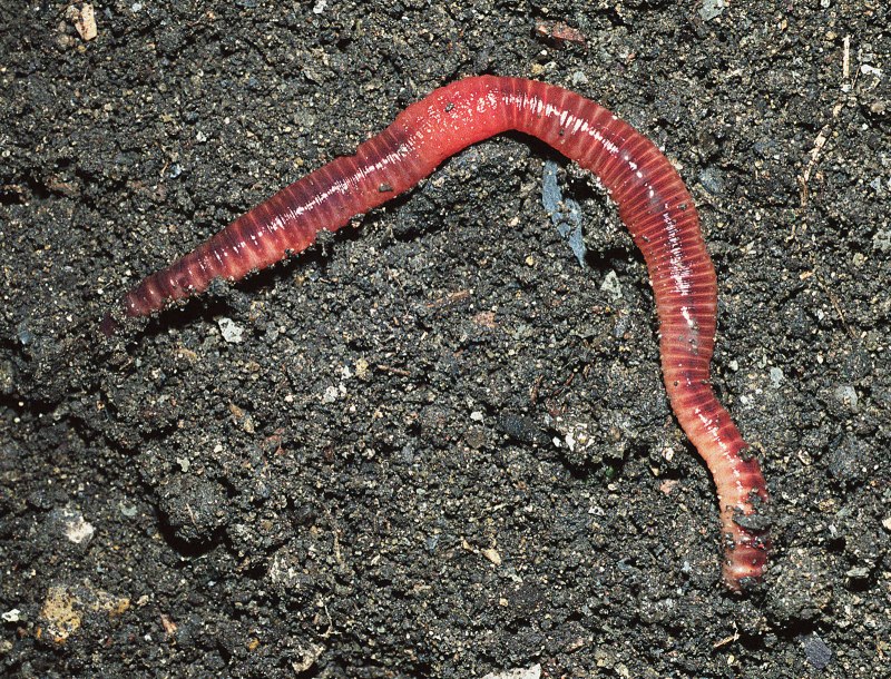 Обыкновенный дождевой червь Lumbricus rubellus