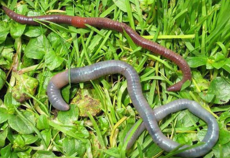 Червь Земляной (Lumbricus terrestris)