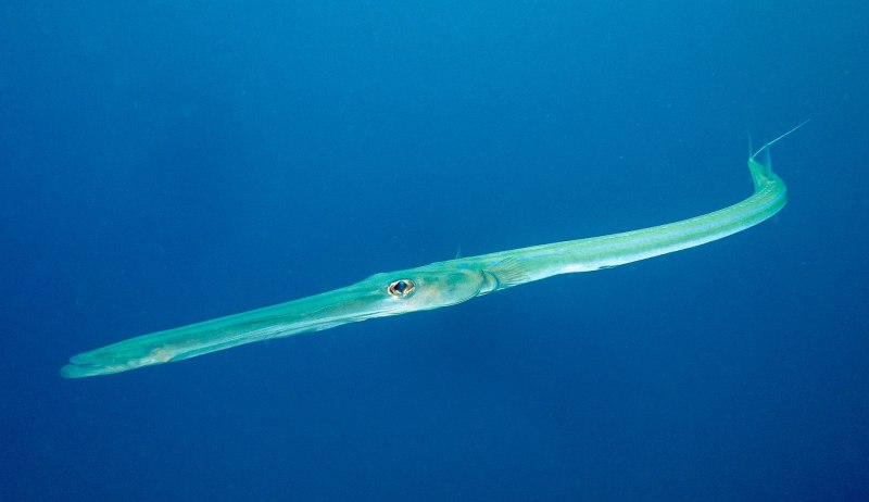 Fistularia commersonii