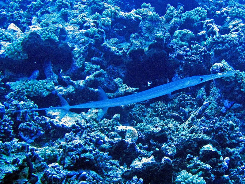 Рыба игла красное море