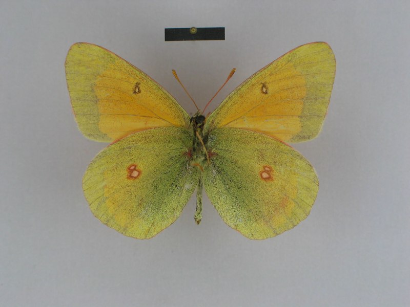 COLIAS Hyperborea
