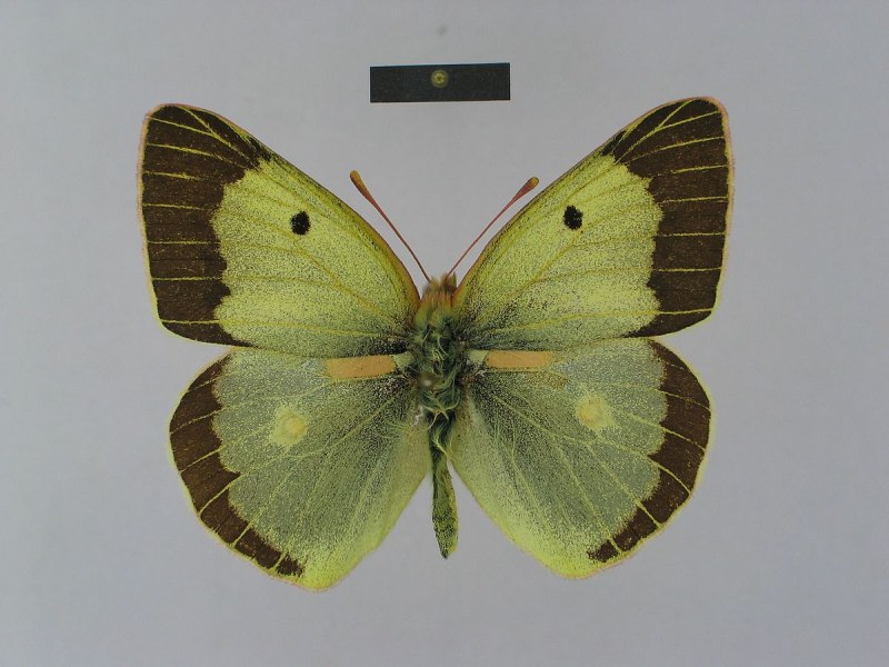 Желтушка Аврорина COLIAS aurorina