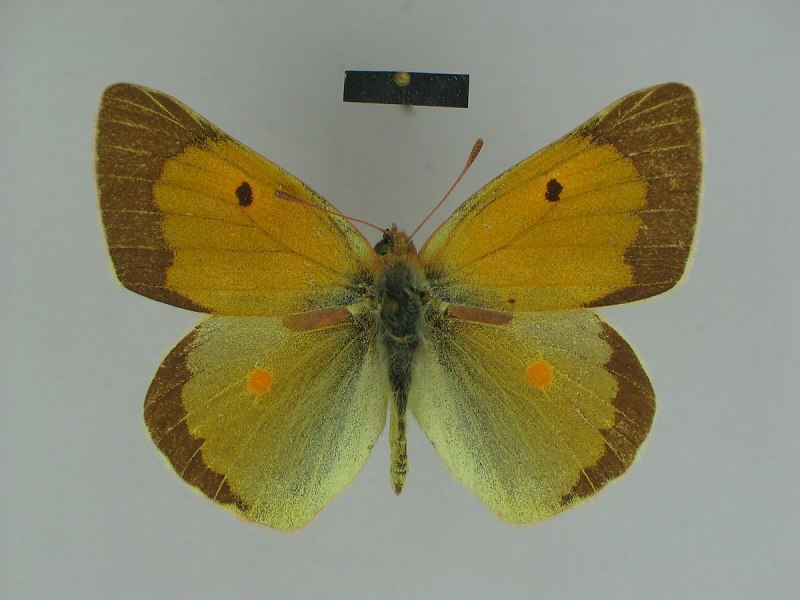Sagartia affinis Johnson, 1861
