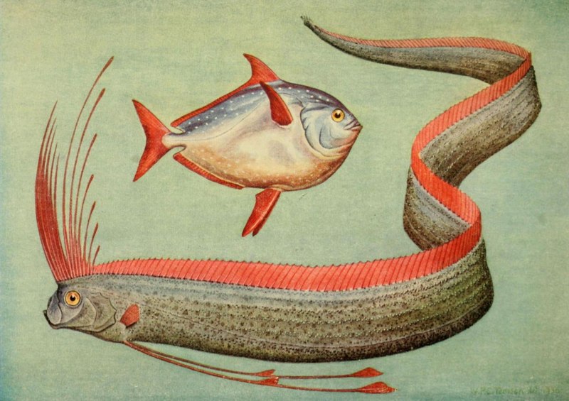 Морской змей — сельдяной Король