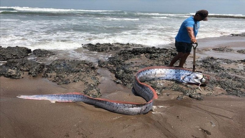 Морской змей — сельдяной Король