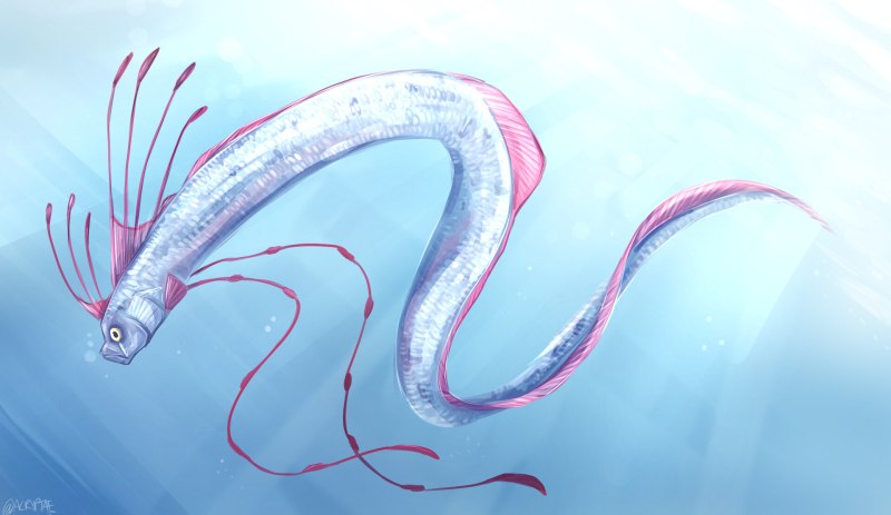 Giant oarfish