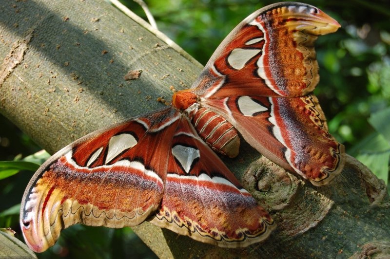 Павлиноглазка атлас Attacus Atlas