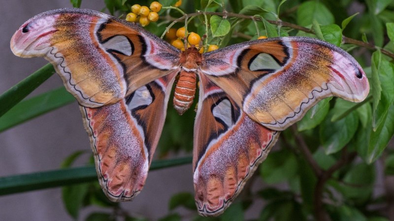 Павлиноглазка атлас Attacus Atlas