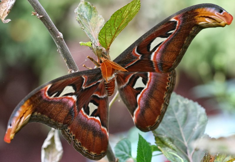 Павлиноглазка атлас Attacus Atlas