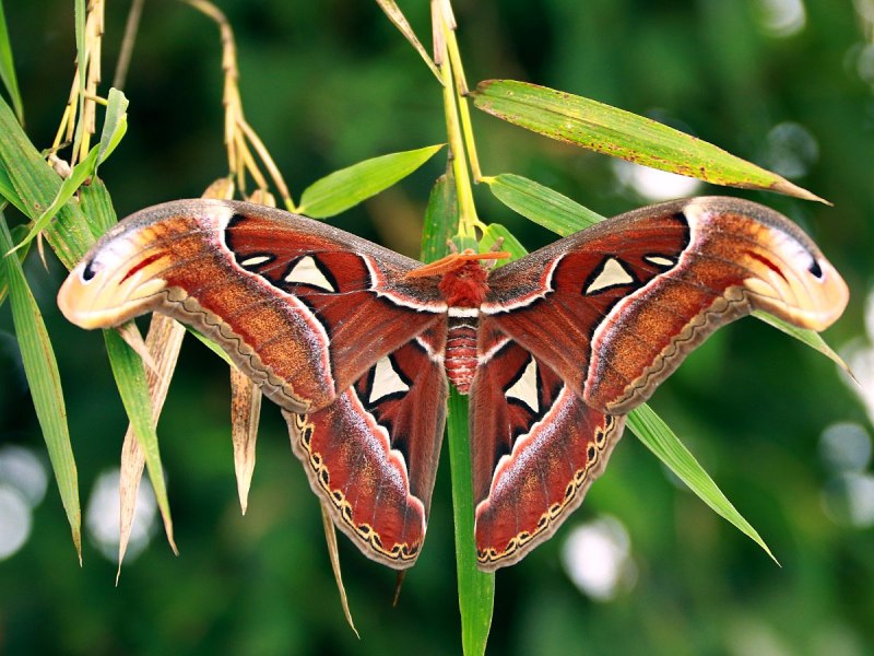 Павлиноглазка атлас Attacus Atlas