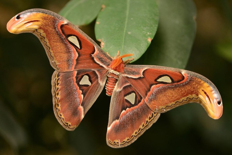 Павлиноглазка атлас Attacus Atlas