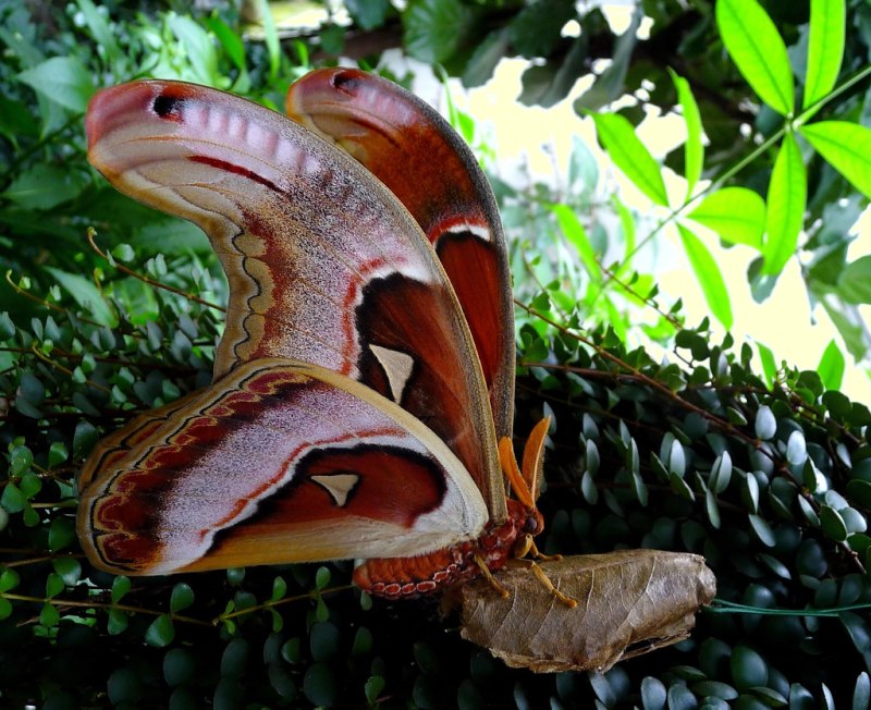 Павлиноглазка атлас Attacus Atlas