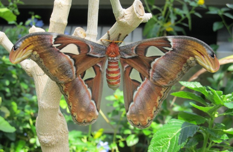 Павлиноглазка атлас Attacus Atlas