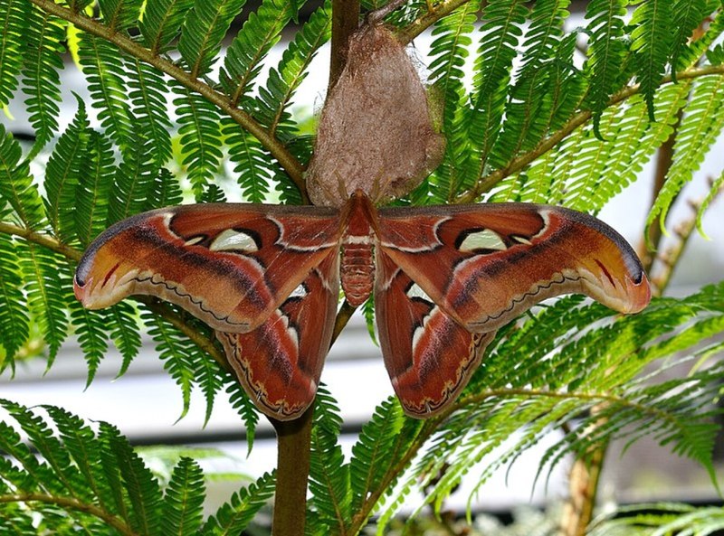 Павлиноглазка атлас Attacus Atlas