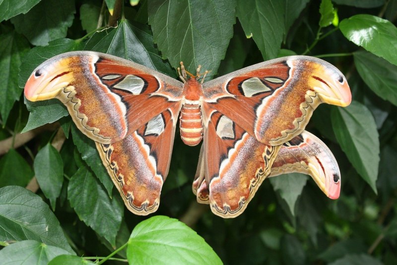 Attacus Atlas бабочка