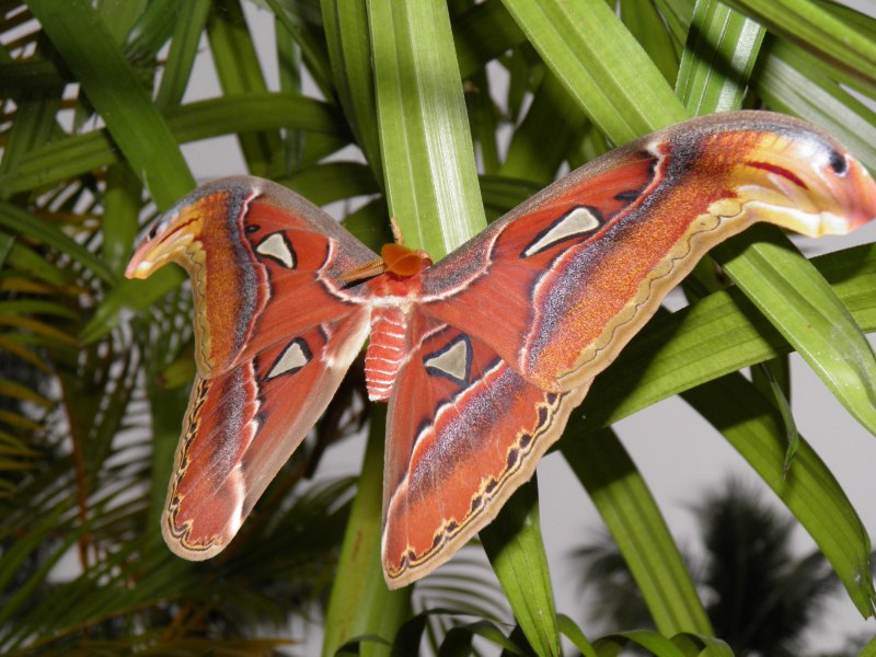 Павлиноглазка атлас Attacus Atlas