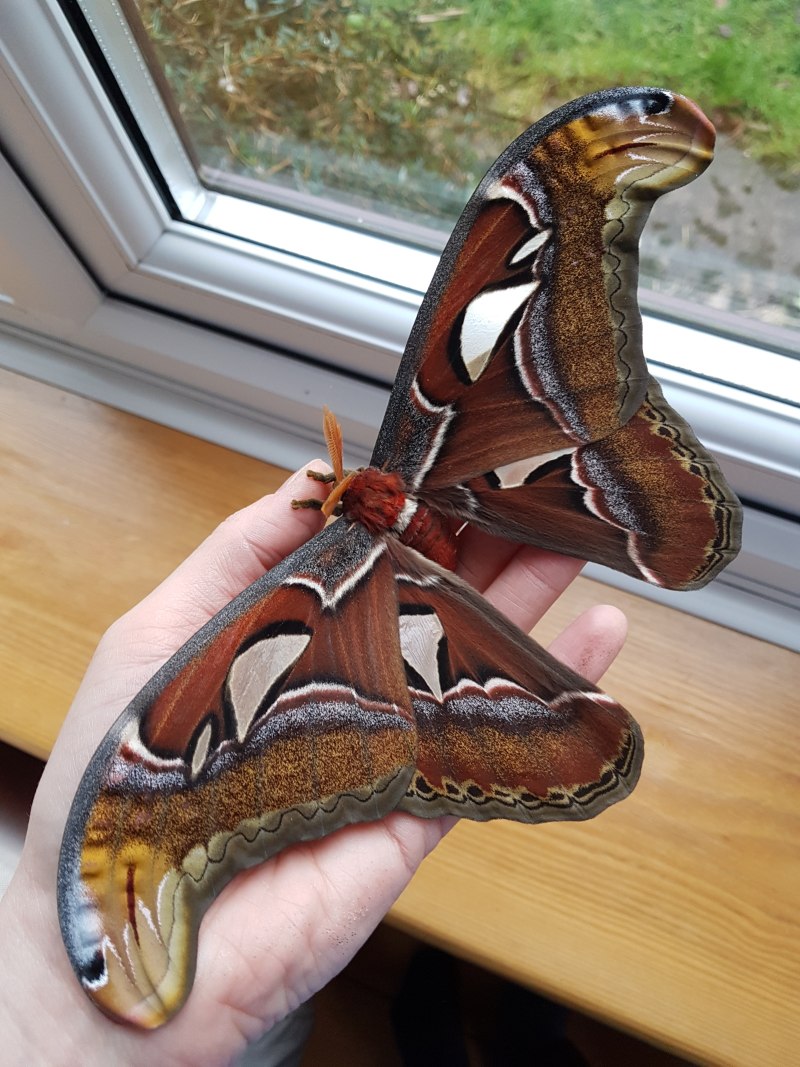 Павлиноглазка атлас Attacus Atlas