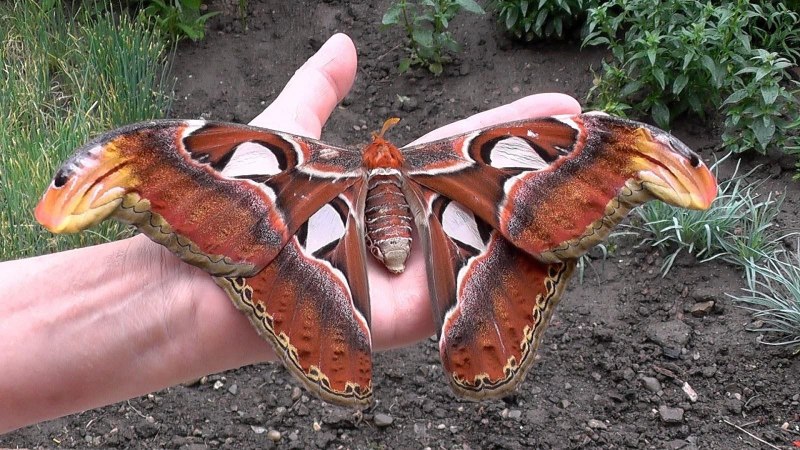 Attacus Atlas бабочка