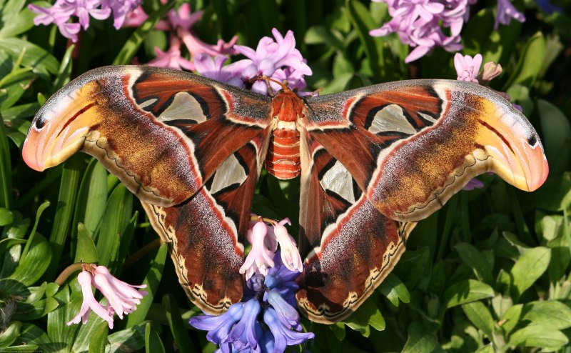 Павлиноглазка атлас Attacus Atlas