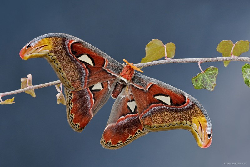 Attacus Atlas бабочка