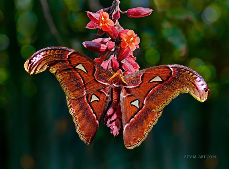 Павлиноглазка атлас Attacus Atlas
