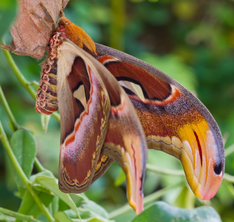 Attacus Atlas бабочка