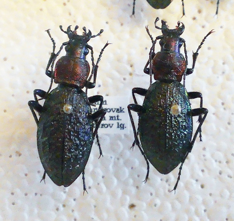 Carabus avinovi