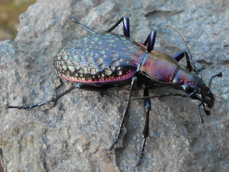 Жуки Carabus